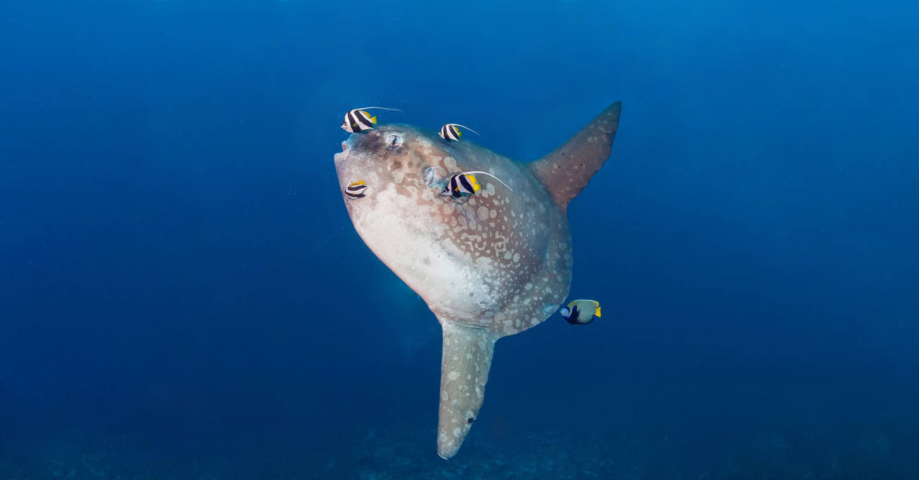 Diving Nusa Penida: Dive With Manta And Meet Mola Mola