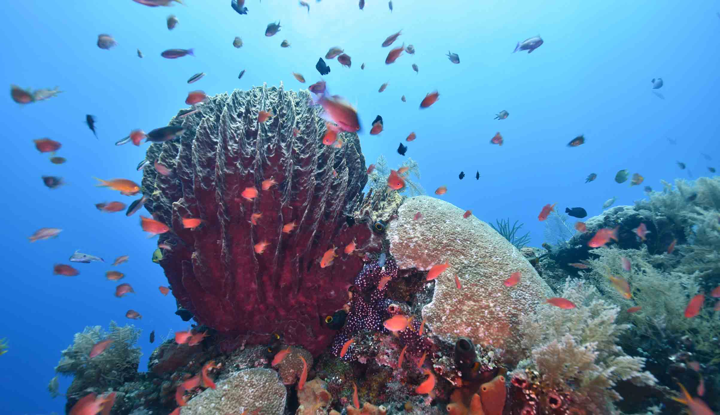 Bellissimi coralli a Sanur