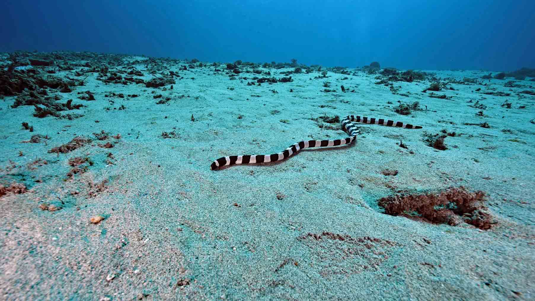 Sea snake in Padang bai on a sandy bottom